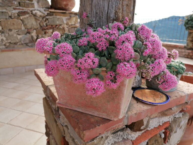 Fiori rosa sulla terrazza in pietra