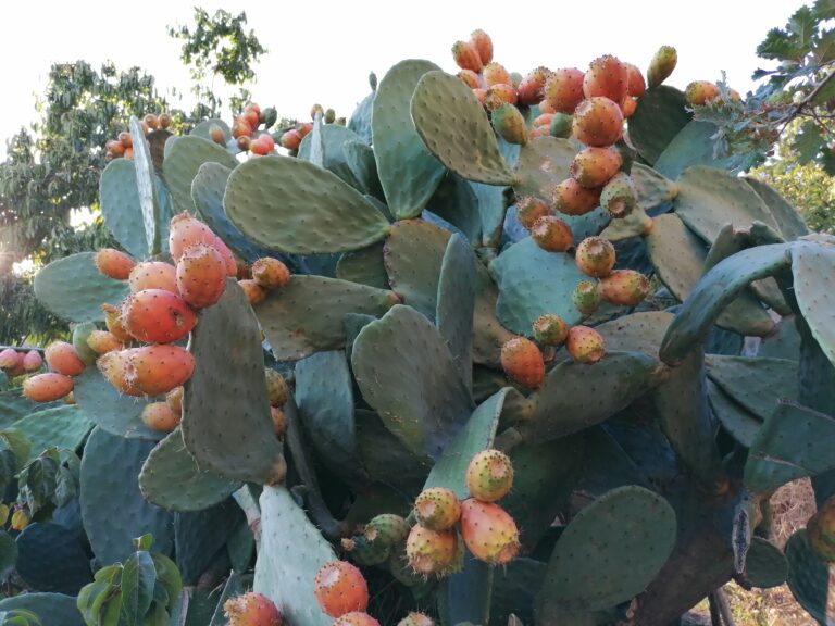 Fichi d’India maturi nel giardino di Rosa Canina